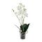 18.5" Blooming White Orchid Plant in Clear Vase